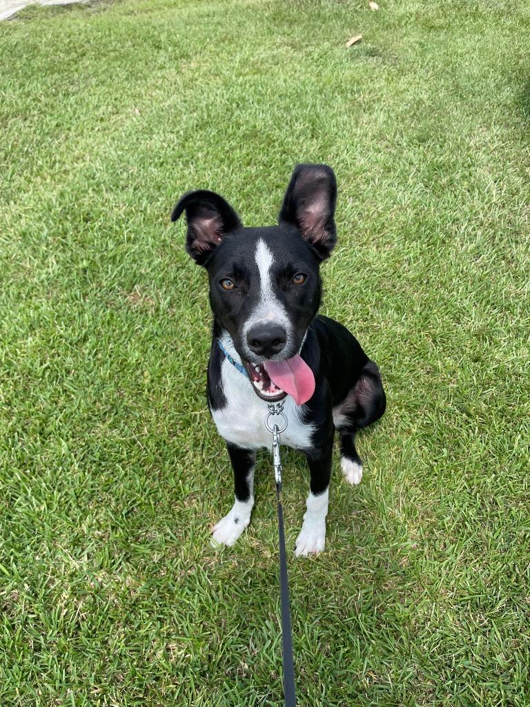 Enlarge Randall, a Adoptable mixed breed in New Orleans, LA image 6/6