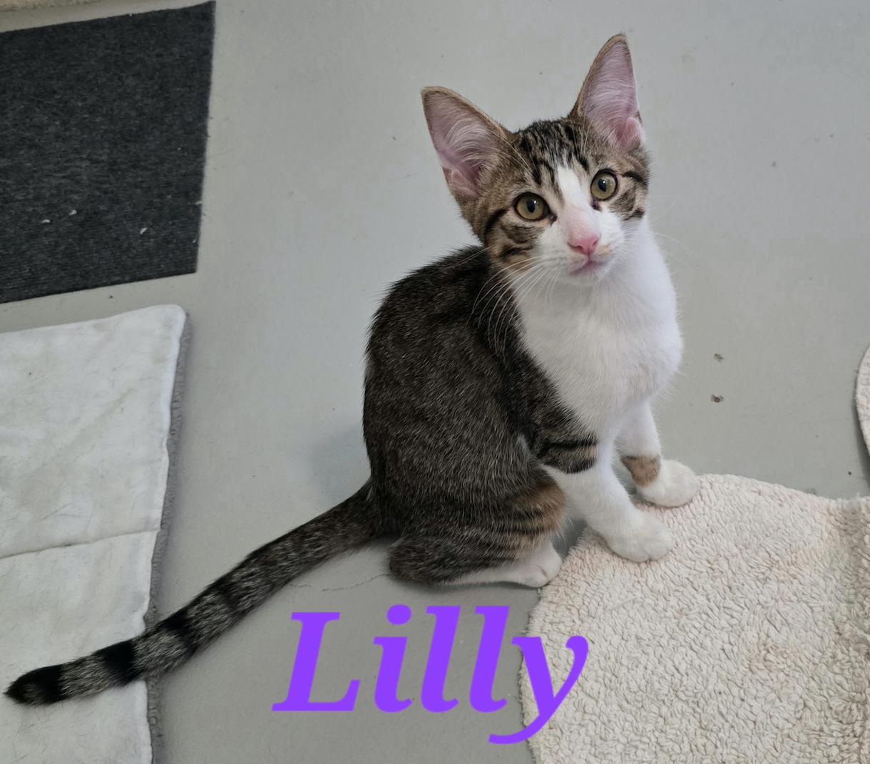 Lily, Adoptable, Young Female Domestic Short Hair.