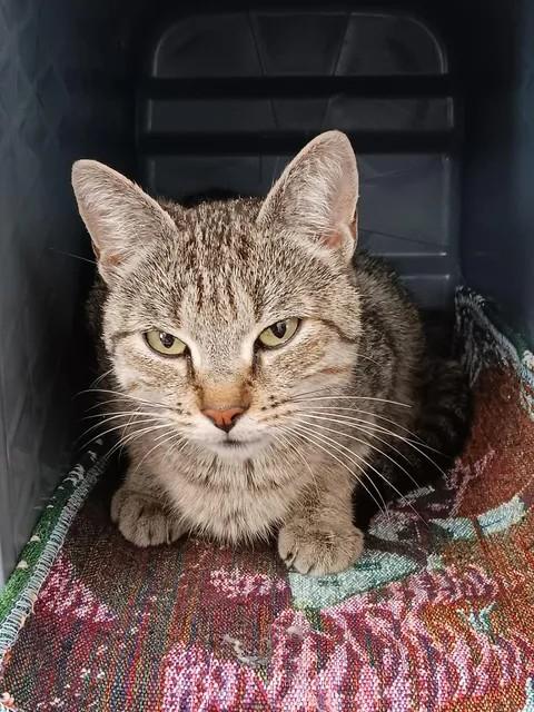 Enlarge Hollypaw, a Adoptable Domestic Short Hair in Winthrop, ME image 2/2
