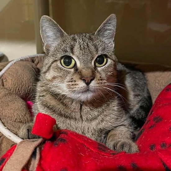 Hollypaw, Adoptable, Adult Female Domestic Short Hair.