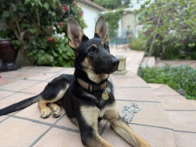 Sonora OAS, Adoptable, Young Female German Shepherd Dog.
