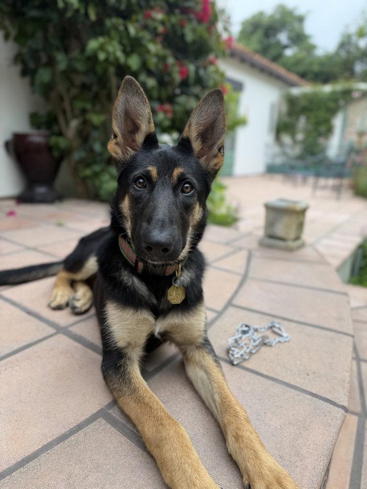 Enlarge Sonora OAS, a Adoptable German Shepherd Dog in Cupertino, CA image 2/2