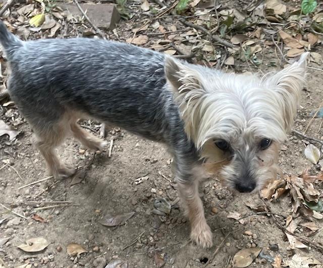 Taz