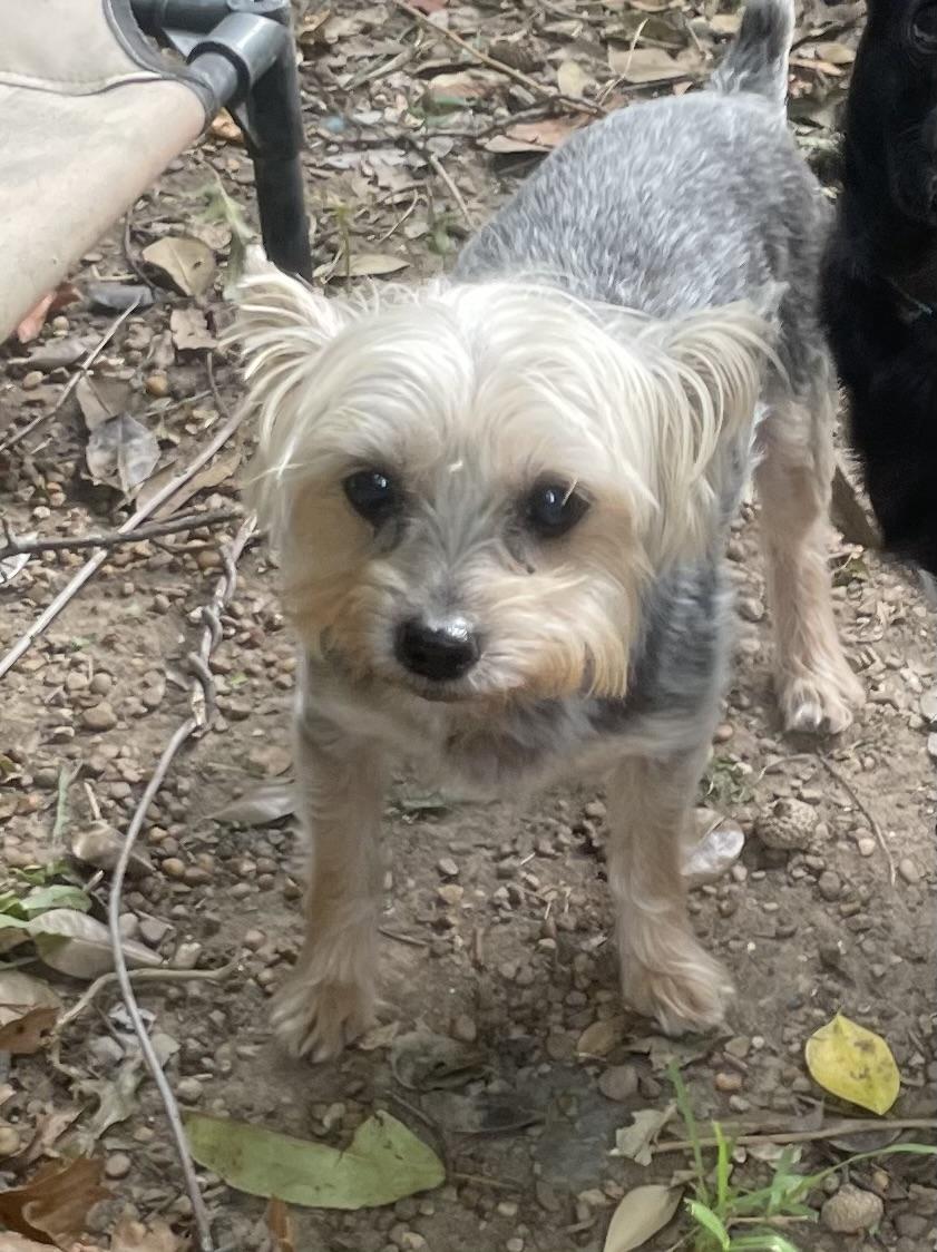 Taz
