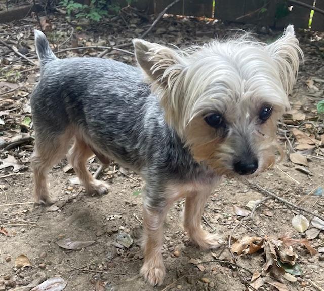 Taz