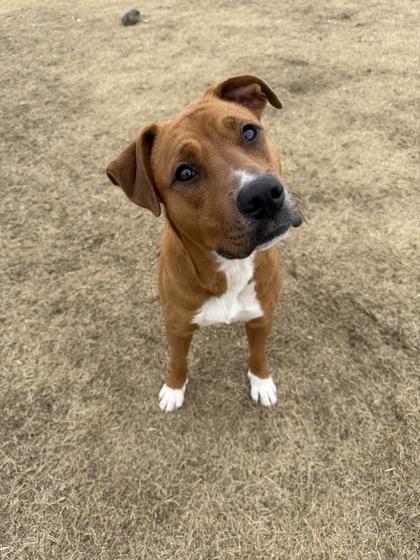 Enlarge Carmen, a Adoptable mixed breed in Memphis, TN image 1/3