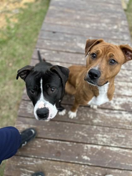 Enlarge Carmen, a Adoptable mixed breed in Memphis, TN image 1/3