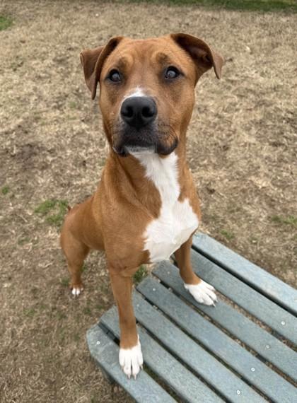 Enlarge Carmen, a Adoptable mixed breed in Memphis, TN image 2/3