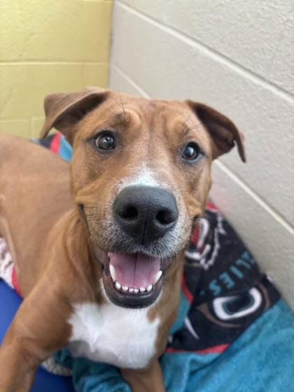 Enlarge Carmen, a Adoptable mixed breed in Memphis, TN image 2/3