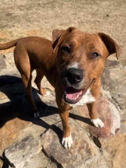 Enlarge Carmen, a Adoptable mixed breed in Memphis, TN image 3/3