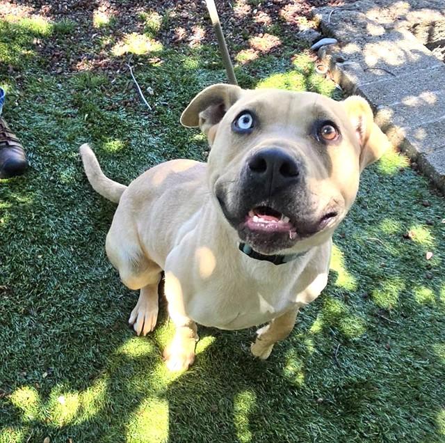 Cashew, a ADOPTABLE Pit Bull Terrier in Phoenix, OR image 2/4