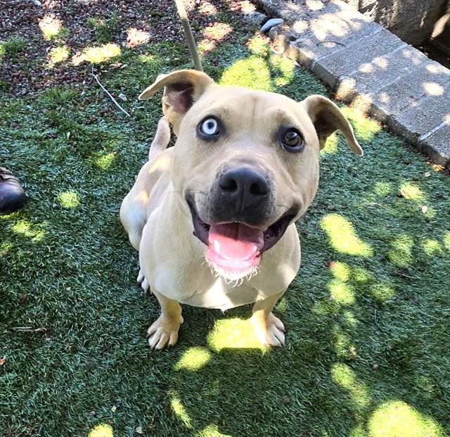 Cashew, a ADOPTABLE Pit Bull Terrier in Phoenix, OR image 1/4