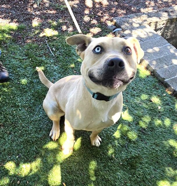Cashew, a ADOPTABLE Pit Bull Terrier in Phoenix, OR image 4/4