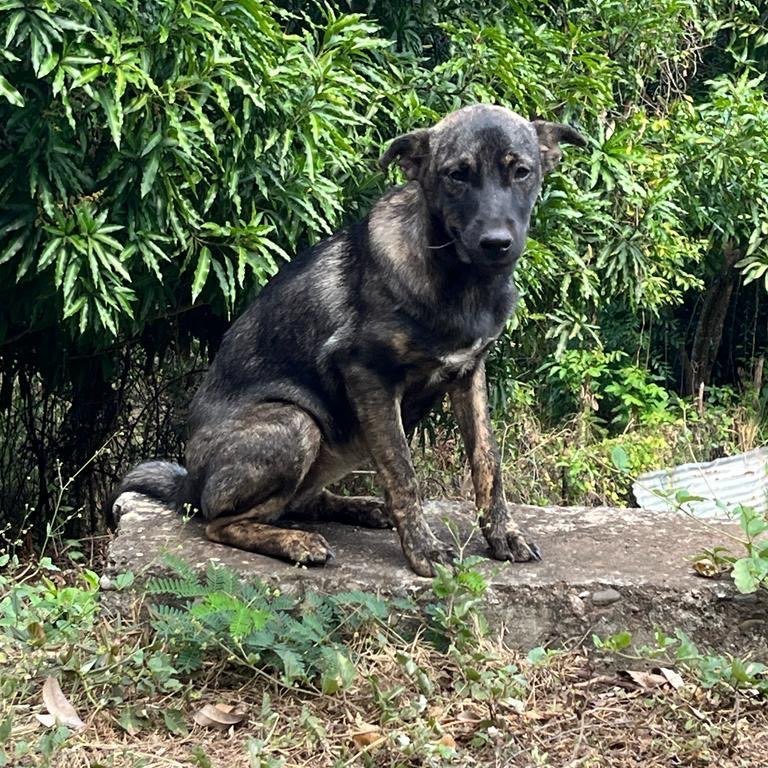 Enlarge NEVAEH "Make my dream come true." (Currently in Puerto Rico), an adoptable Shepherd in New York, NY image 5/6