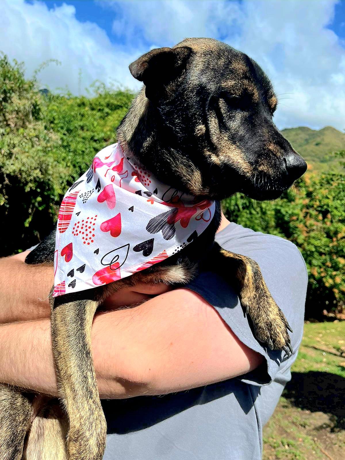 Enlarge NEVAEH "Make my dream come true." (Currently in Puerto Rico), an adoptable Shepherd in New York, NY image 2/6