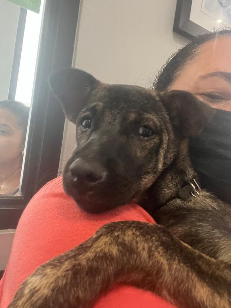 Enlarge NEVAEH "Make my dream come true." (Currently in Puerto Rico), an adoptable Shepherd in New York, NY image 6/6