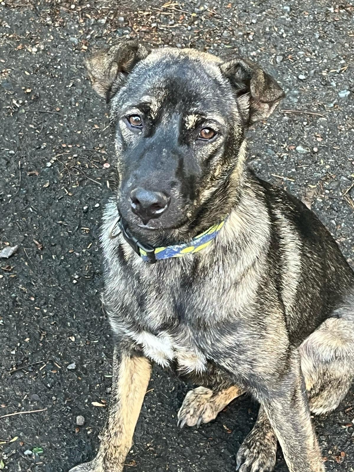 Enlarge NEVAEH "Make my dream come true." (Currently in Puerto Rico), an adoptable Shepherd in New York, NY image 1/6