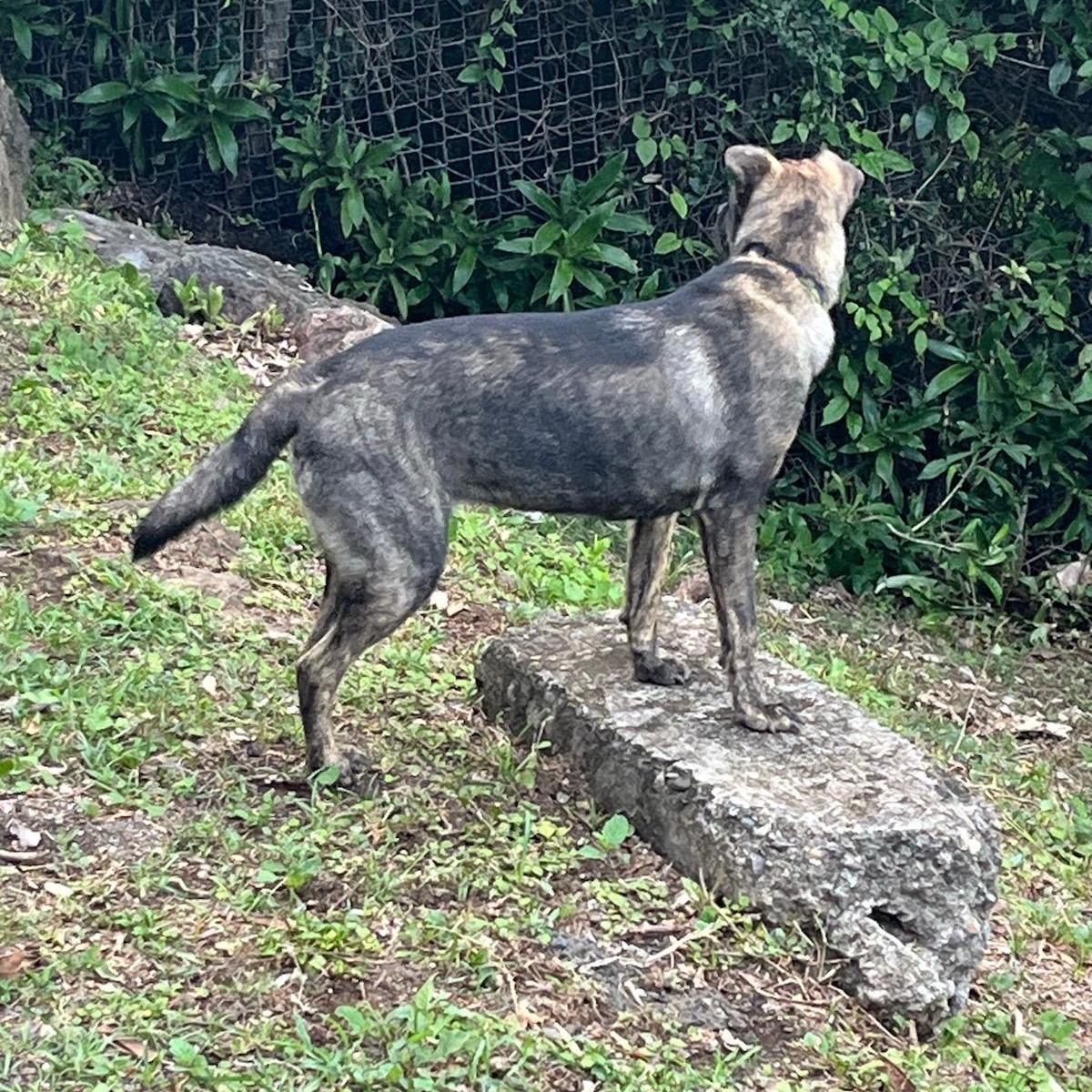 Enlarge NEVAEH "Make my dream come true." (Currently in Puerto Rico), an adoptable Shepherd in New York, NY image 3/6