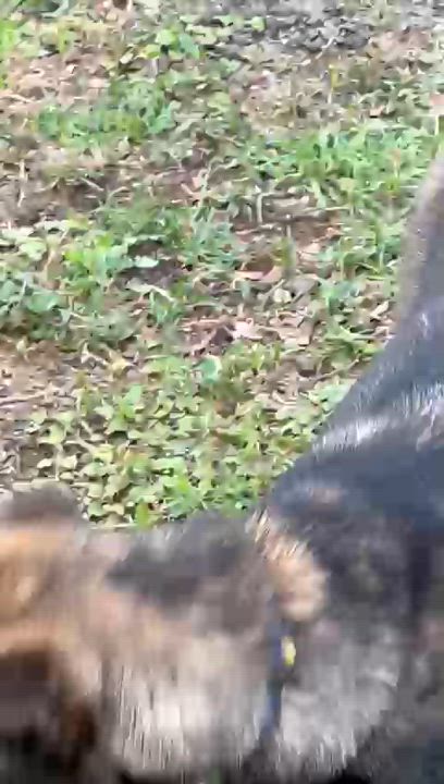 Enlarge NEVAEH "Make my dream come true." (Currently in Puerto Rico), an adoptable Shepherd in New York, NY video 4/6