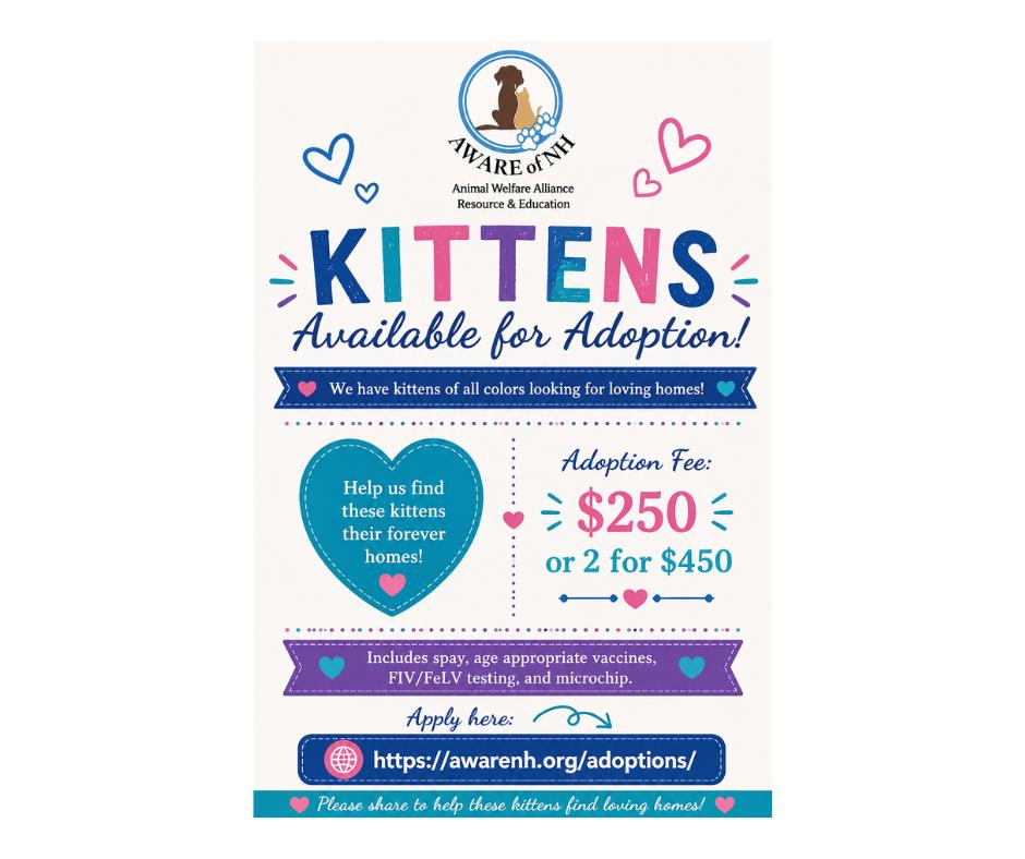 Enlarge We have kittens, a ADOPTABLE Domestic Short Hair in Manchester, NH image 1/1