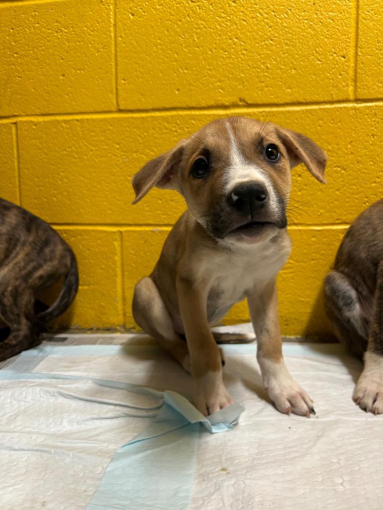 Abel, Adopted, Young Male German Shepherd Dog & Siberian Husky.