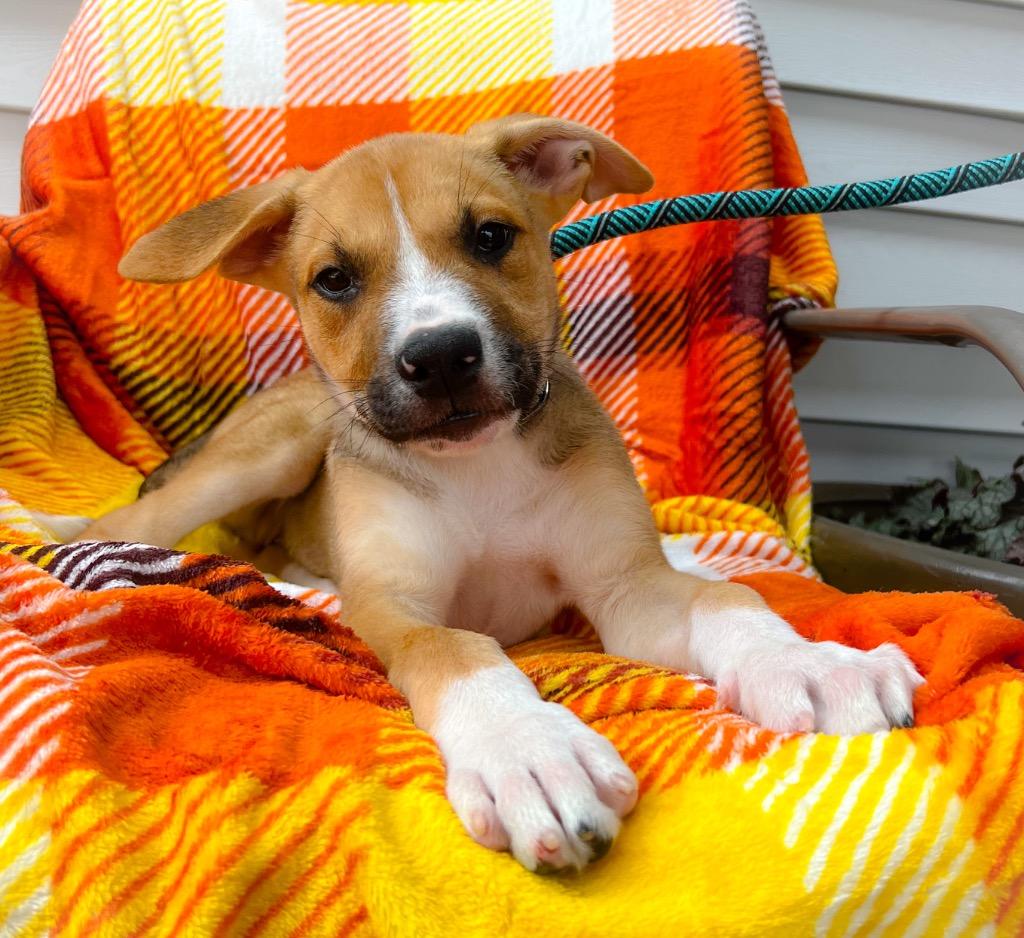 Enlarge Abel, a Adopted mixed breed in Murray, KY image 3/5