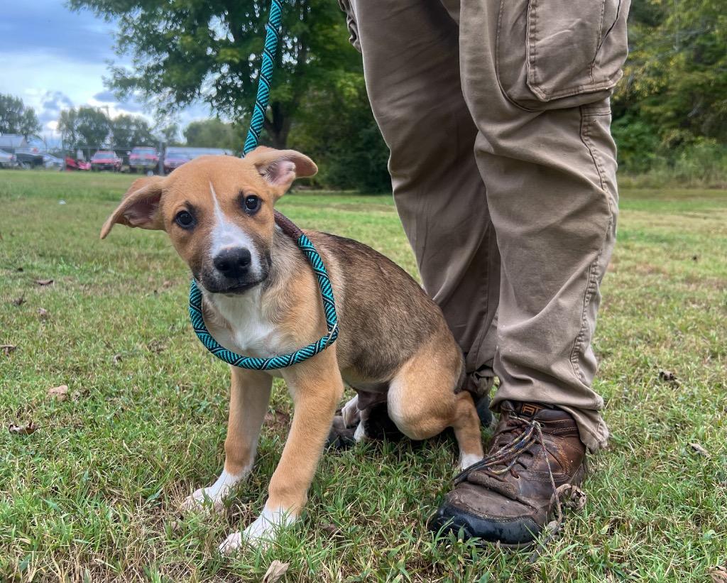 Enlarge Abel, a Adopted mixed breed in Murray, KY image 4/5
