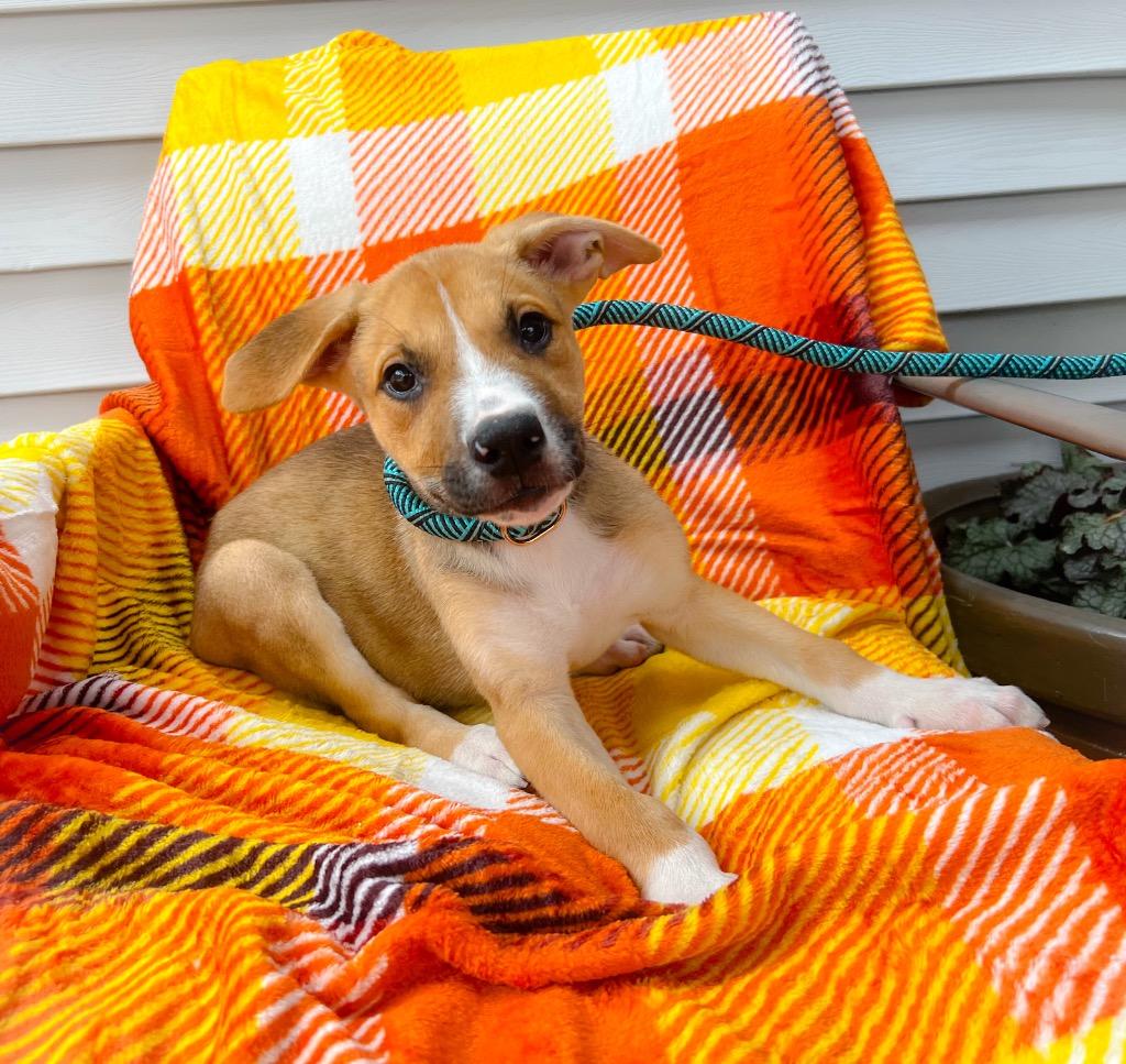 Enlarge Abel, a Adopted mixed breed in Murray, KY image 5/5