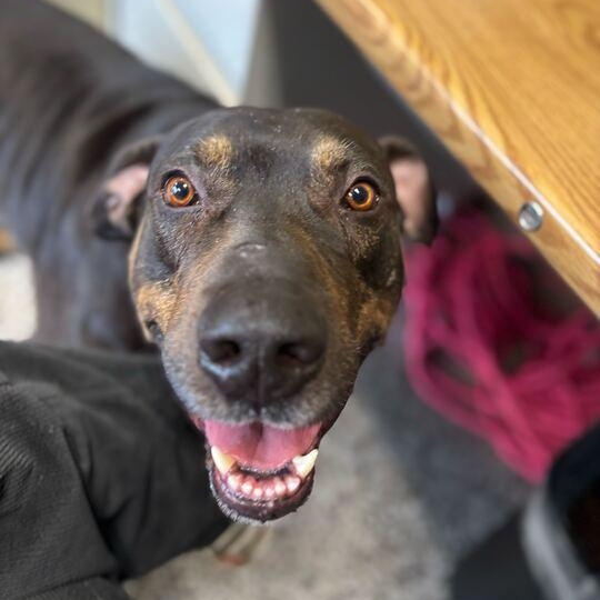 Enlarge Mavrick, a ADOPTABLE mixed breed in Jackson, MI image 2/6