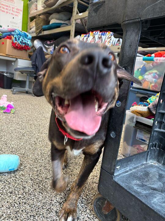 Enlarge Mavrick, a ADOPTABLE mixed breed in Jackson, MI image 3/6