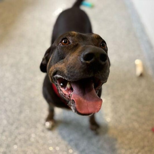 Enlarge Mavrick, a ADOPTABLE mixed breed in Jackson, MI image 1/6