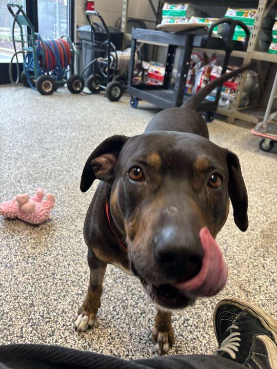 Enlarge Mavrick, a ADOPTABLE mixed breed in Jackson, MI image 4/6