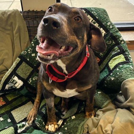 Enlarge Mavrick, a ADOPTABLE mixed breed in Jackson, MI image 6/6