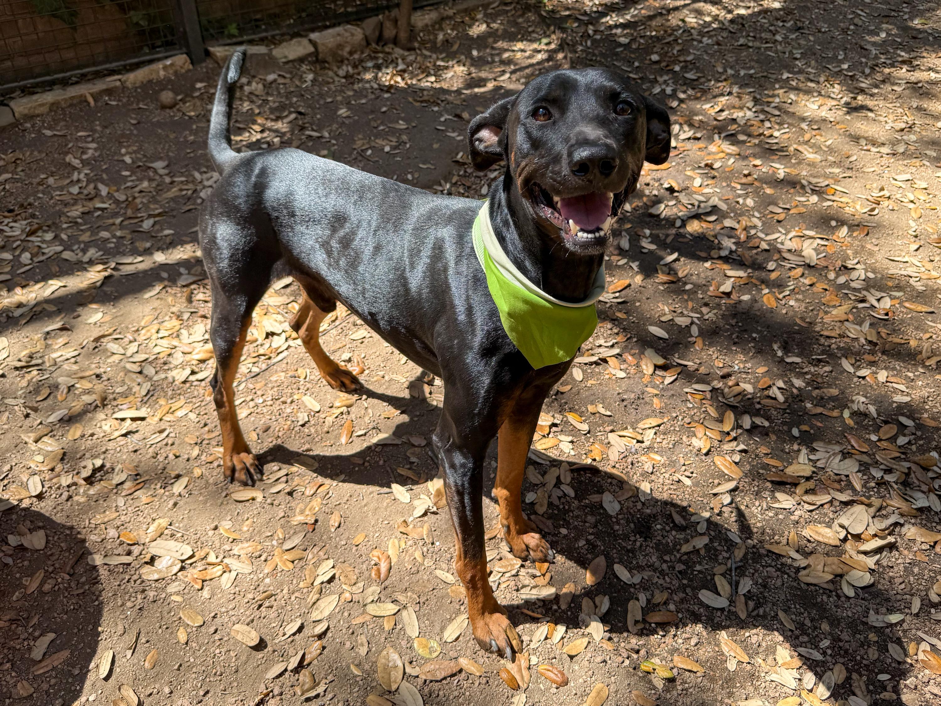 Enlarge Randy, a ADOPTABLE mixed breed in San Antonio, TX image 1/6