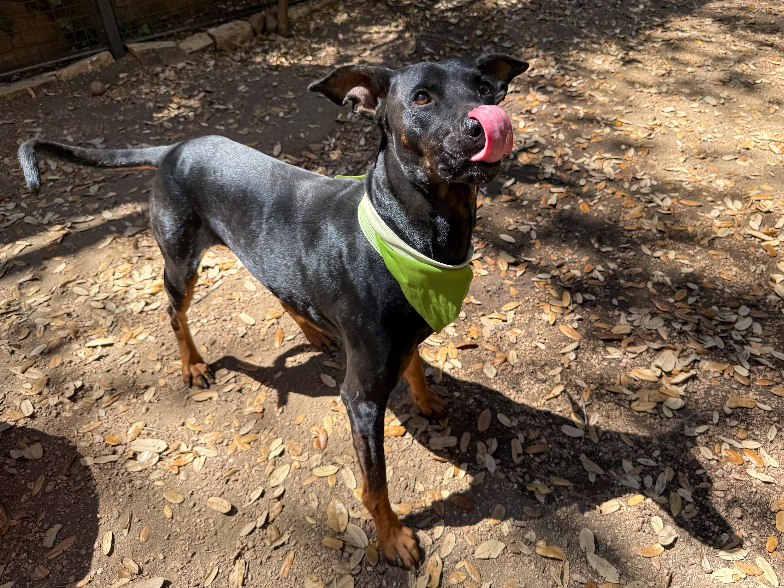 Enlarge Randy, a ADOPTABLE mixed breed in San Antonio, TX image 2/6