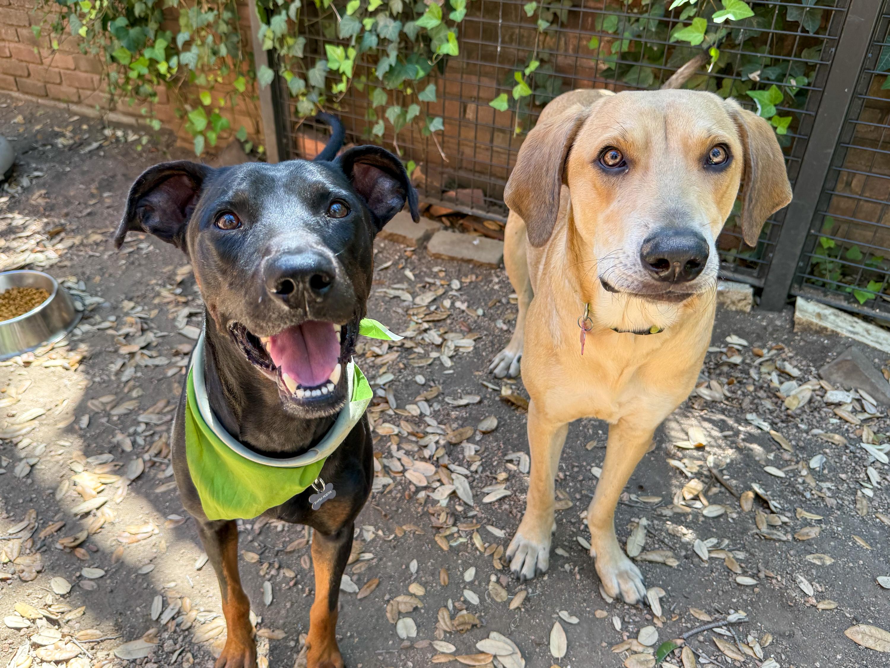 Enlarge Randy, a ADOPTABLE mixed breed in San Antonio, TX image 3/6