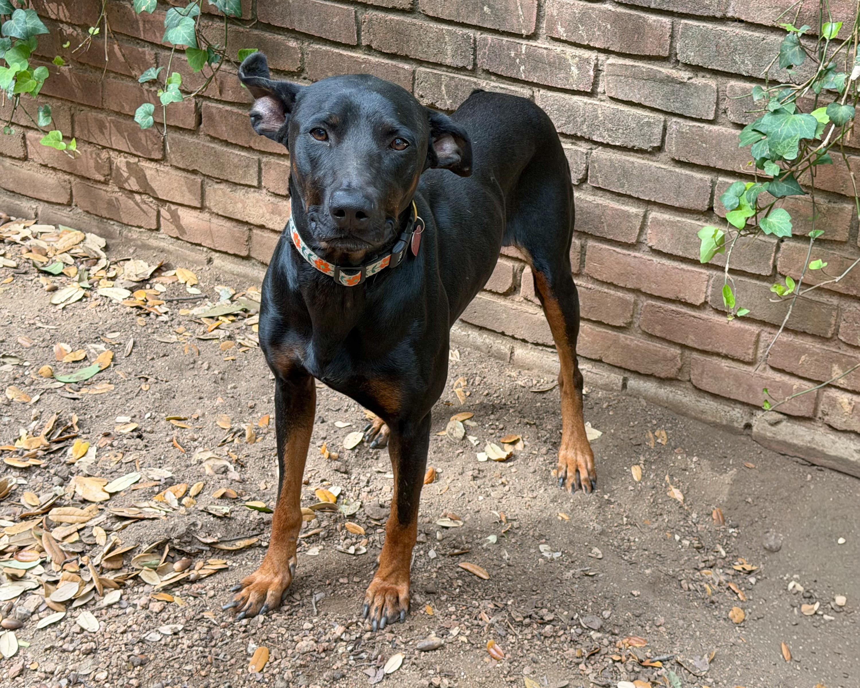 Enlarge Randy, a ADOPTABLE mixed breed in San Antonio, TX image 4/6