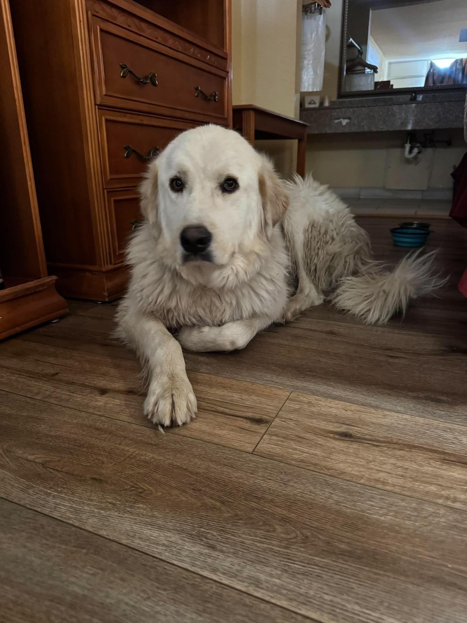Sabrina, an adopted Great Pyrenees in Okemah, OK image 3/3