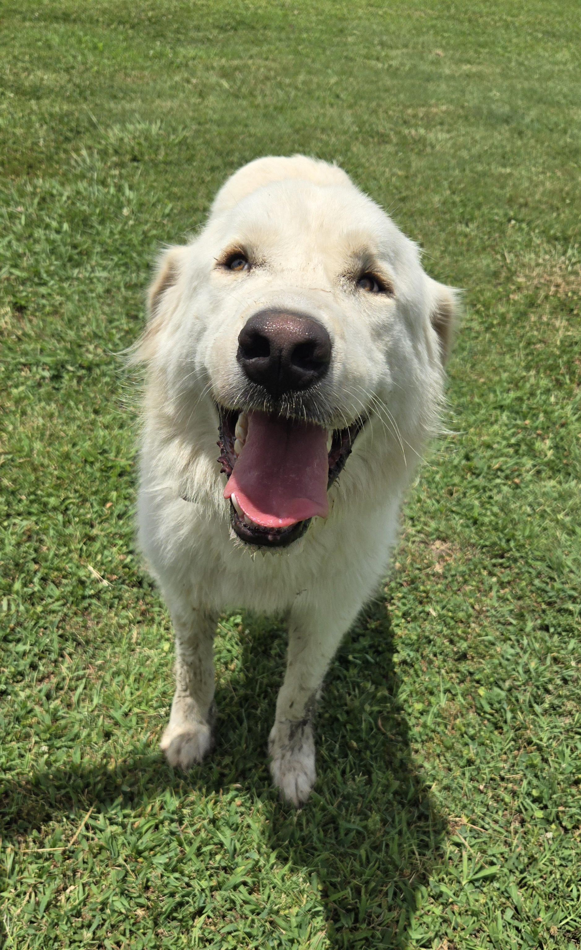 Sabrina, adopted, Young Female Great Pyrenees.