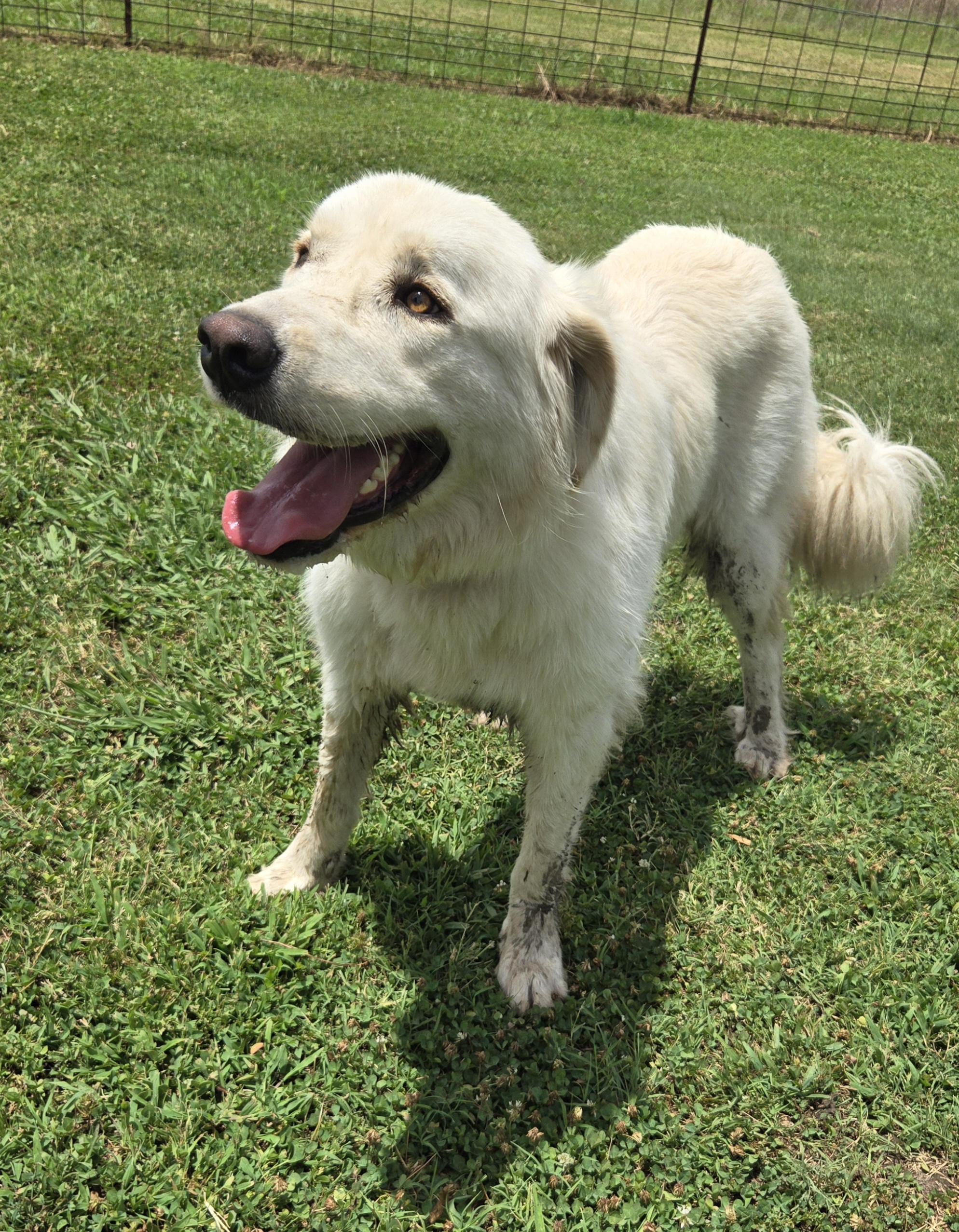 Sabrina, an adopted Great Pyrenees in Okemah, OK image 2/3