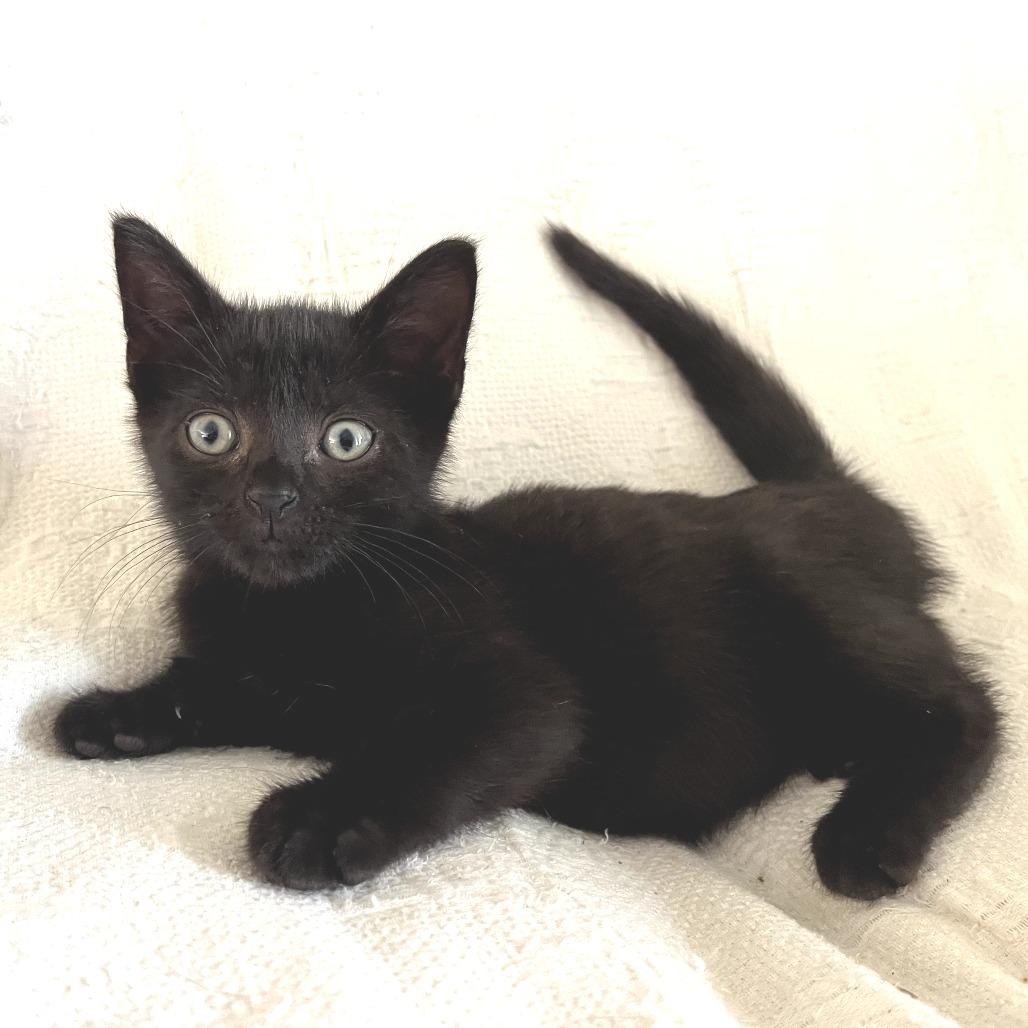 Noche, Adoptable, Young Male Domestic Short Hair.