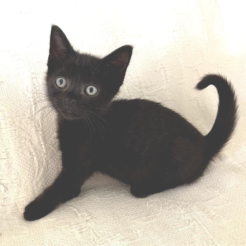 Enlarge Noche, a Adoptable Domestic Short Hair in Parkland, FL image 2/2