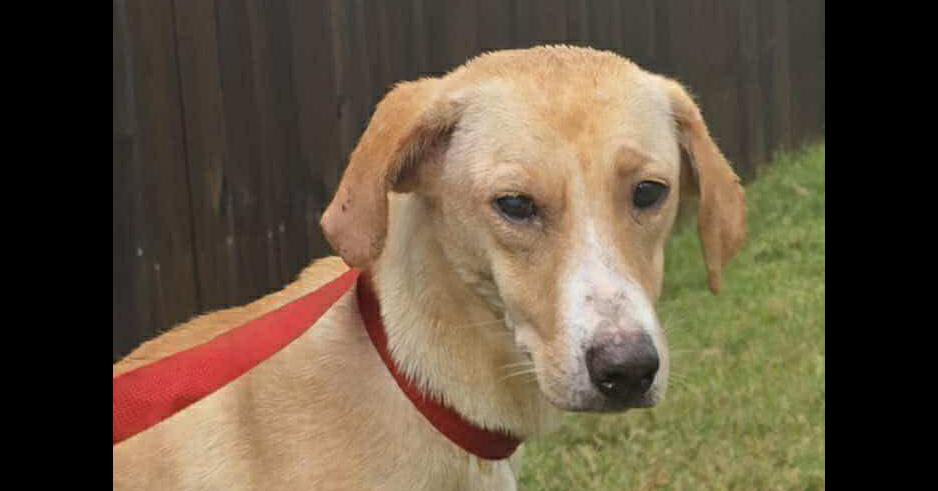 Lucy (TX), Adoptable, Young Female Labrador Retriever.