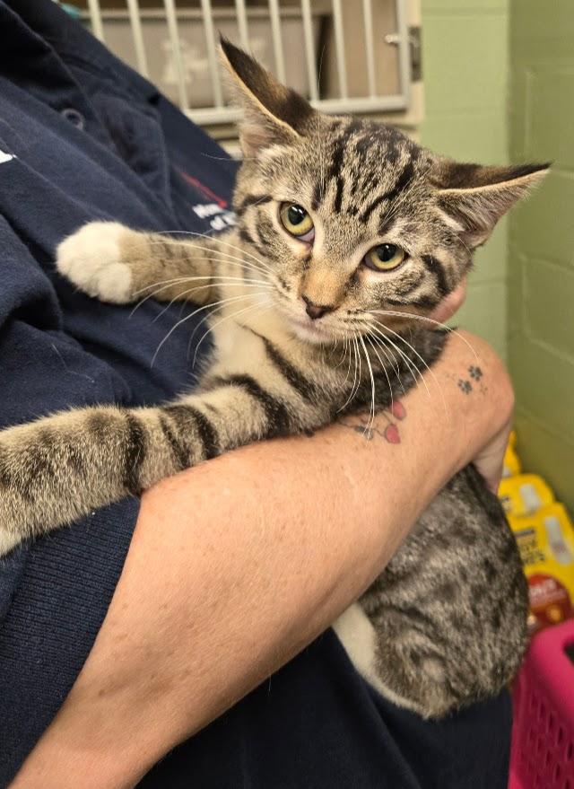 Enlarge Cinnamon, a ADOPTABLE Tabby in New Rochelle, NY image 6/6