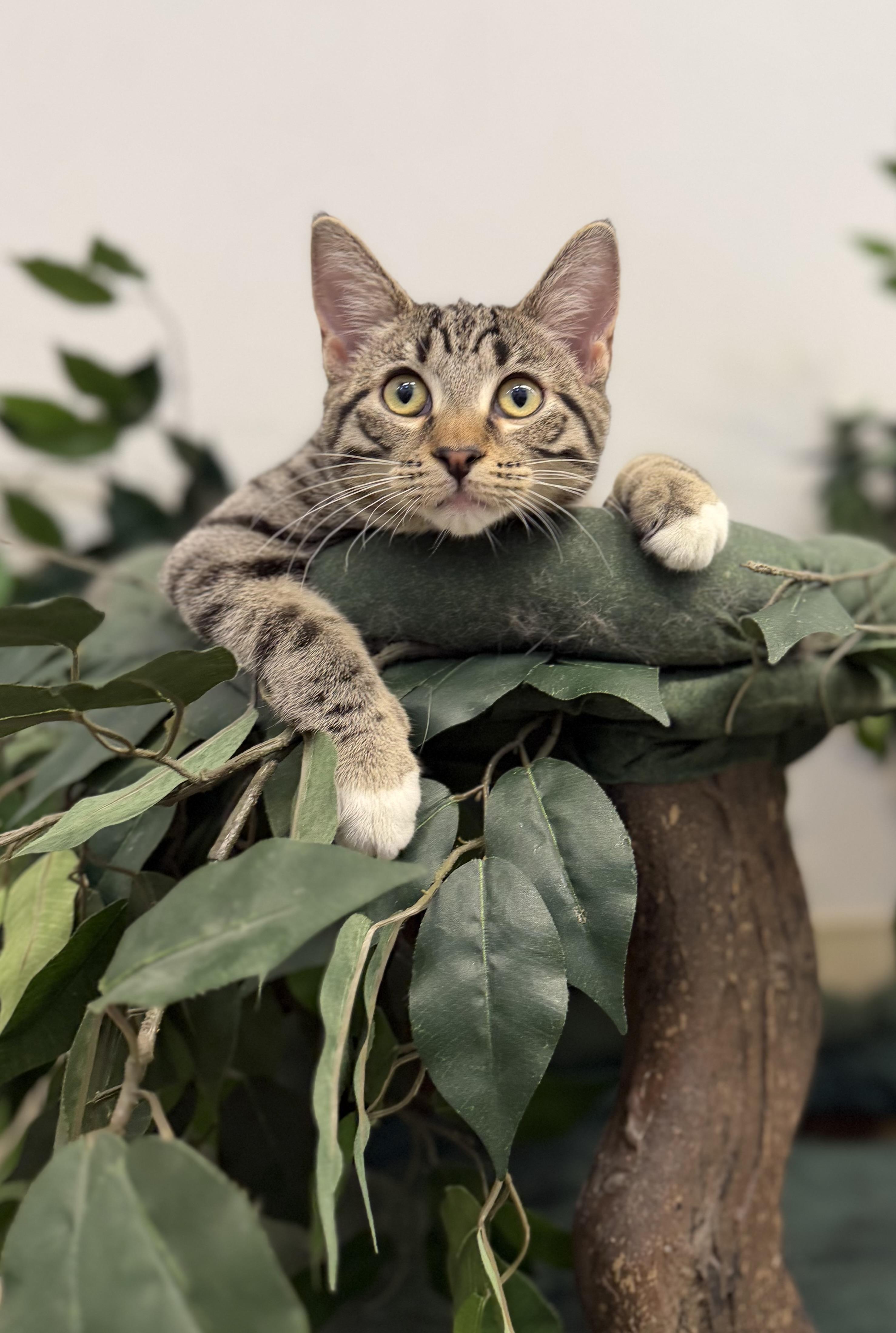 Enlarge Cinnamon, a ADOPTABLE Tabby in New Rochelle, NY image 3/6