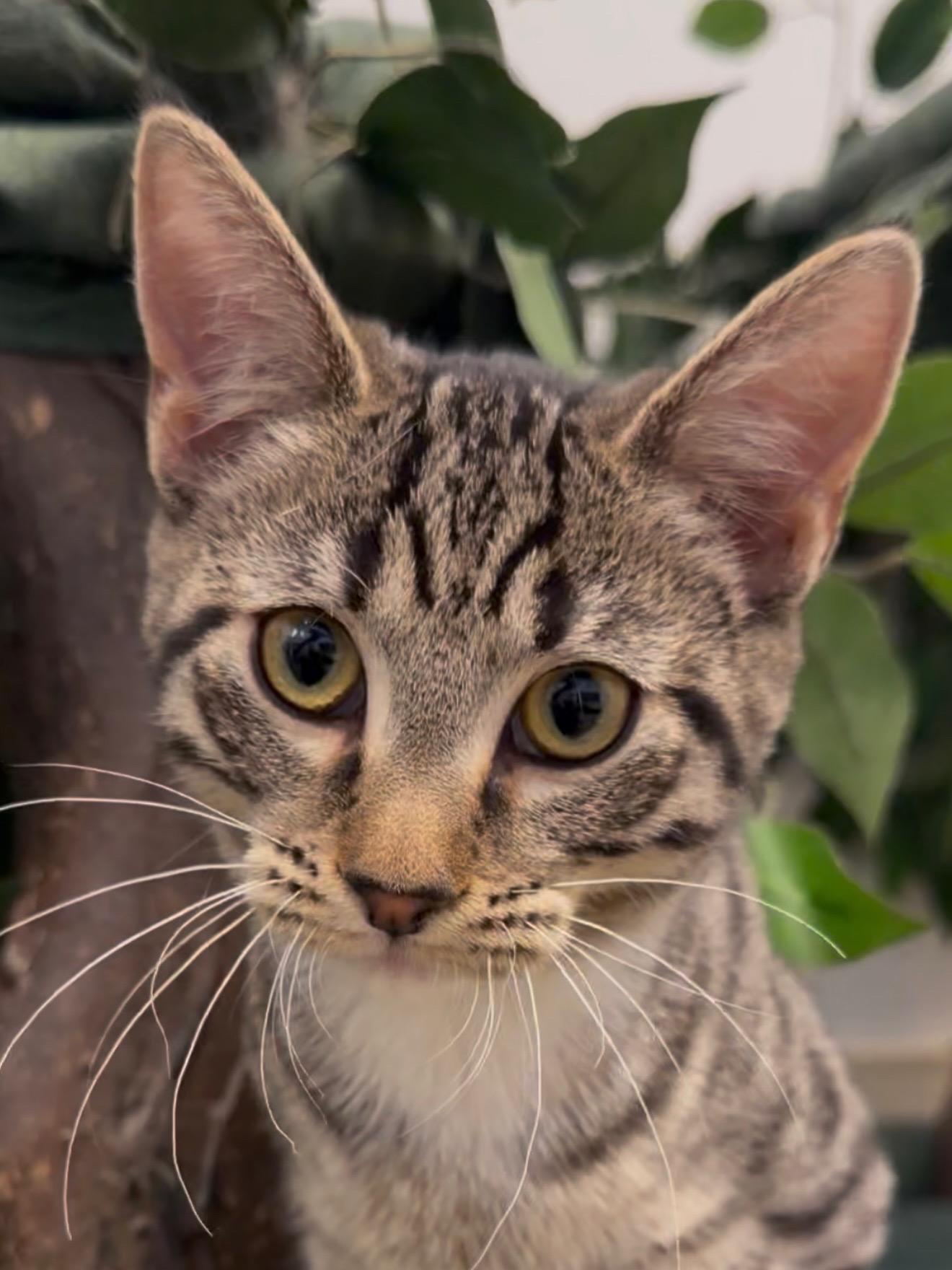 Enlarge Cinnamon, a ADOPTABLE Tabby in New Rochelle, NY image 4/6