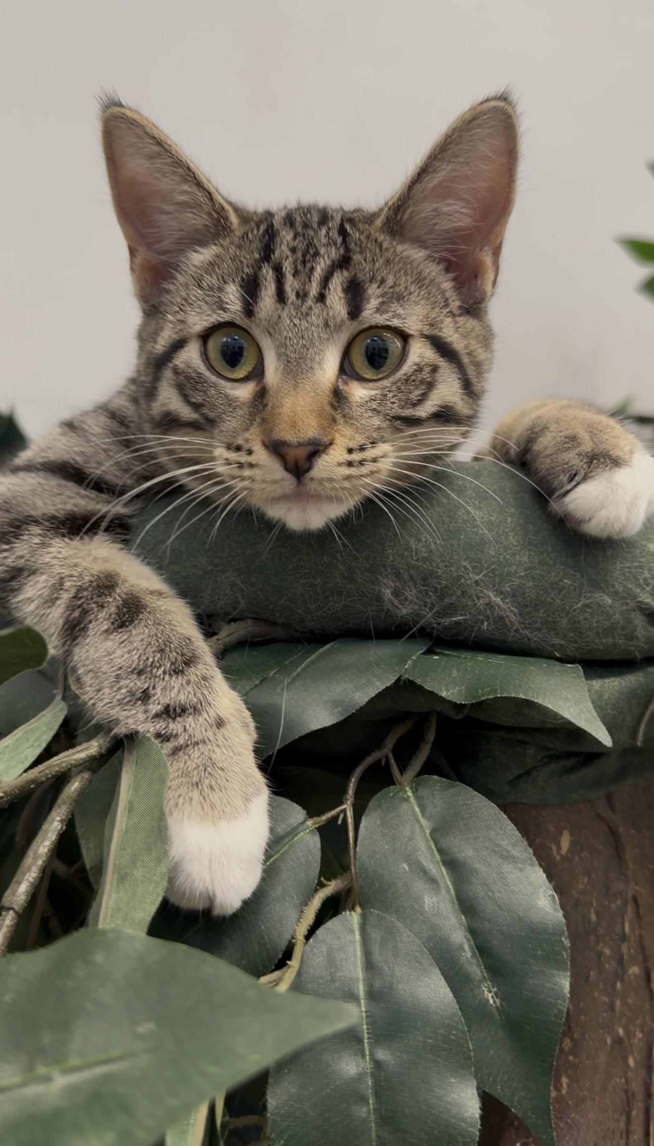 Enlarge Cinnamon, a ADOPTABLE Tabby in New Rochelle, NY image 5/6