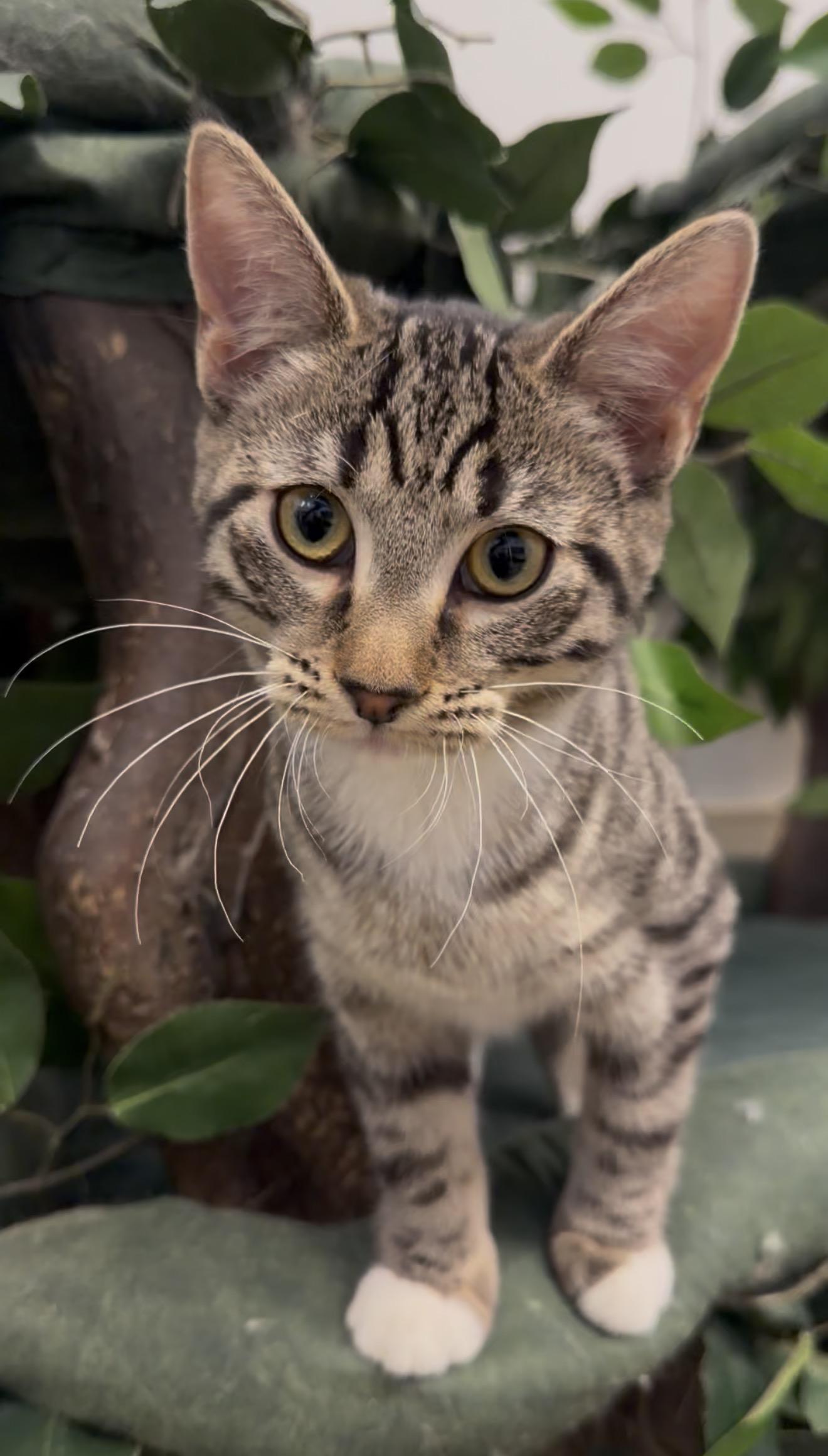 Cinnamon, ADOPTABLE, Kitten Female Tabby.