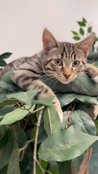 Enlarge Cinnamon, a ADOPTABLE Tabby in New Rochelle, NY video 2/6