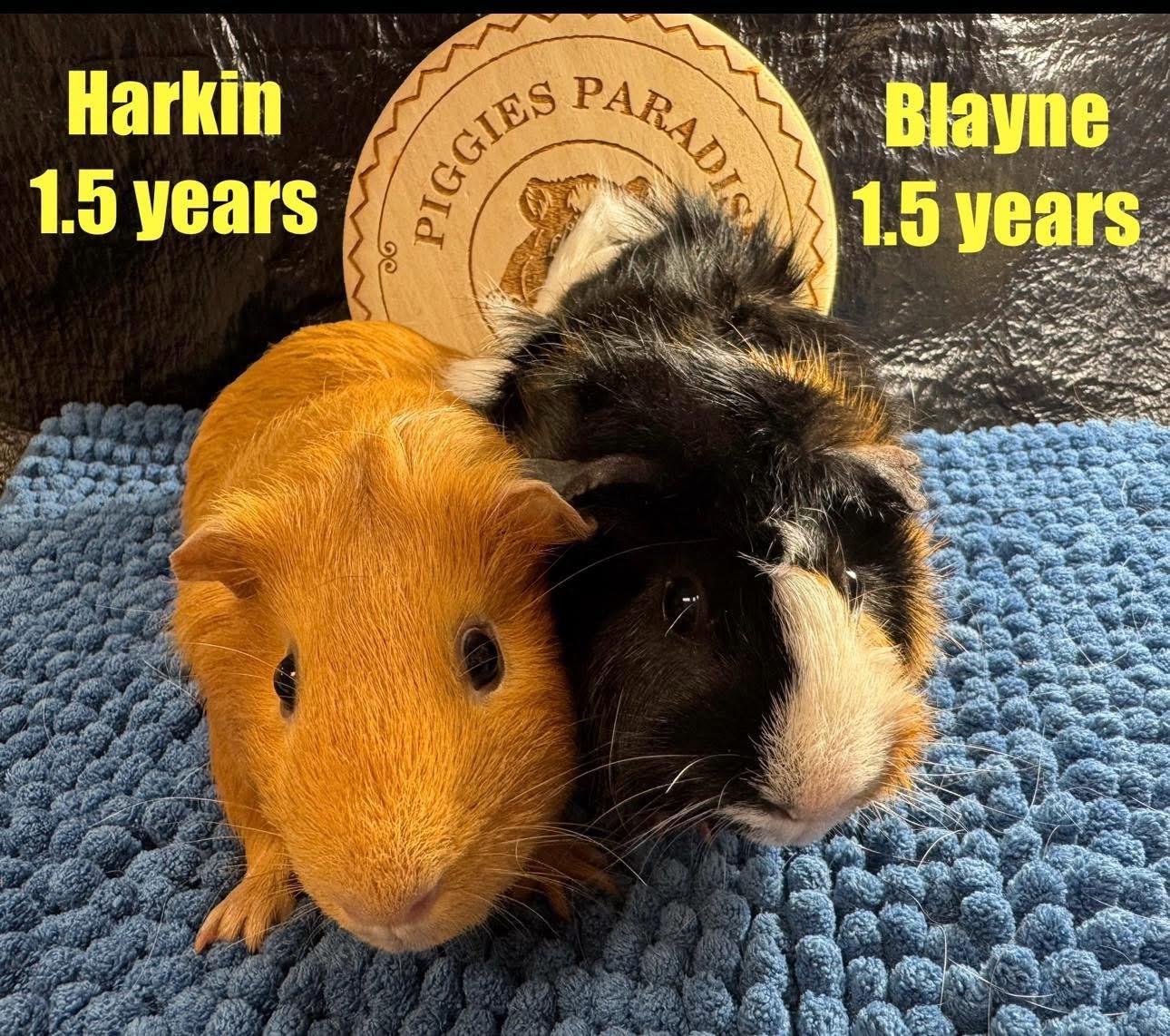 Harkin and Blayne, Adoptable, Young Male Guinea Pig.